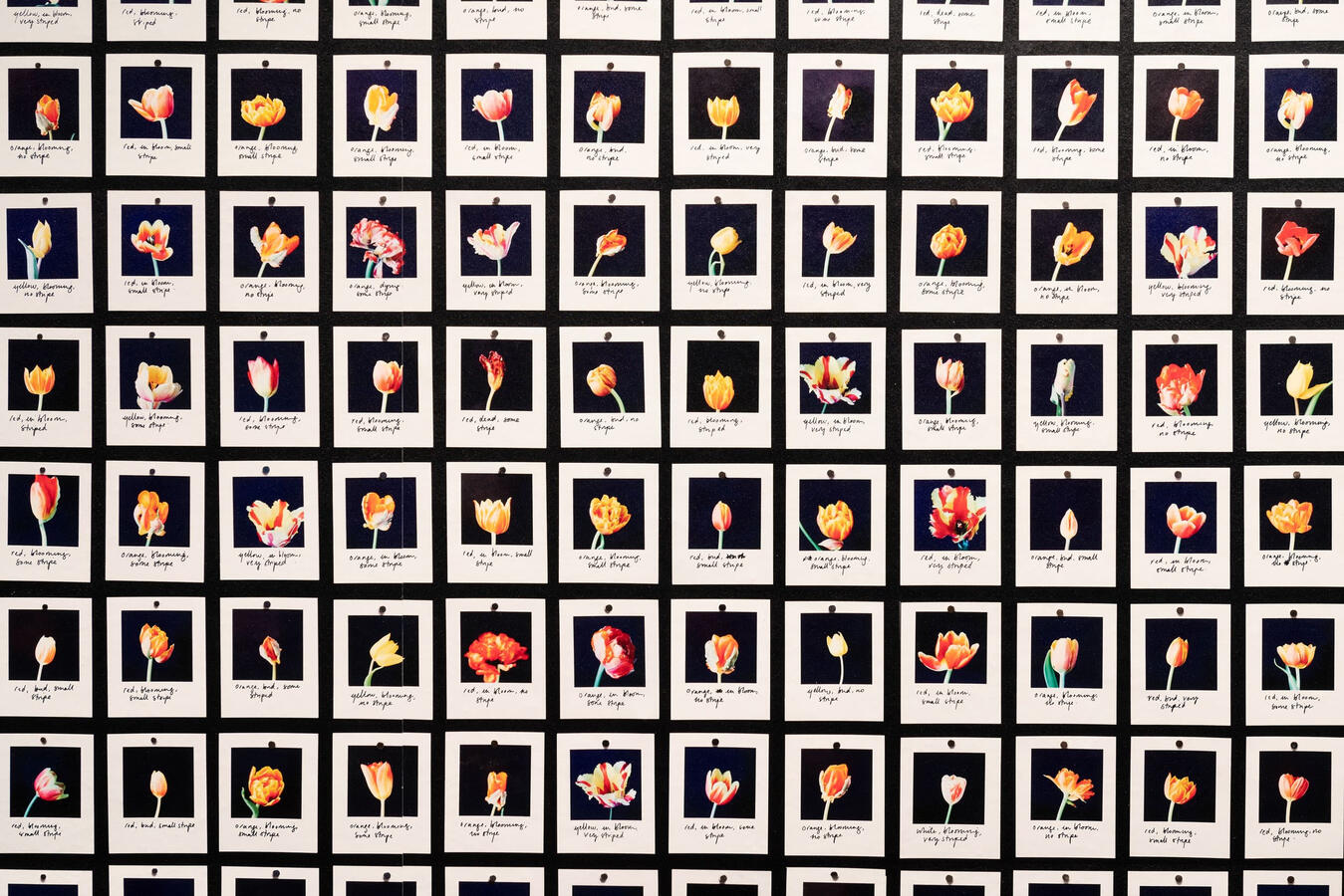 Anna Ridler: Myriad (Tulips), Foto: Nicolas Wefers